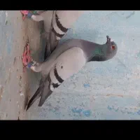 کبوتر گمشده