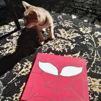 نقاشی روی بوم