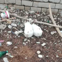 خرگوش بزرگ جفتی 500