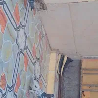 کفتر تیدی پاکستانی|پرنده|شادگان, |دیوار