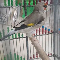 سهره کرمونی نر