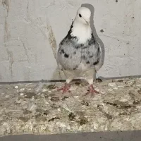 طوقی ماده .|پرنده|داران, |دیوار