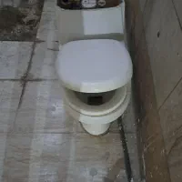 فرنگی