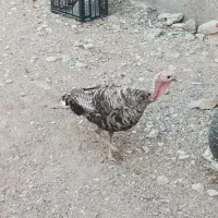 بوقلمون ماده