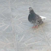 جفت هفت رنگ دم سفیدبه شرط تخم وجوجه