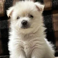 پامر اشپیتز|سگ|یاسوج, |دیوار