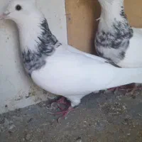 طوقی هفت رنگ