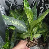 گل دیفن باخیا فقط 180هزار