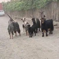 ۵۴ راس شیشک دندان ۱۰راس بز جوان ۵راس نر بز جلورو|حیوانات مزرعه|ملارد, |دیوار