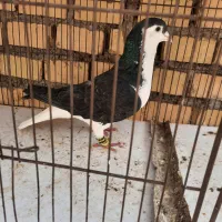 کبوتر پلنگ وپولکی وساده وخال دم