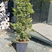 حراج گل وگیاه|گل و گیاه طبیعی|سنندج, |دیوار