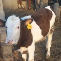 گوساله سیمینتال