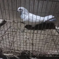 پرشی وساده|پرنده|صابری, |دیوار