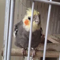 یک جفت عروس هلندی با قفس