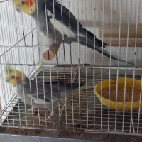 عروس هلندی بالغ