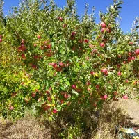 زمین-باغی-در-یاسوج