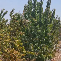 فروش باغ 900 متری اصفهان/خمینی شهر/نجف اباد|فروش زمین و ملک کلنگی|نجف‌آباد, گلدشت|دیوار