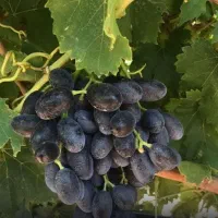 انواع نهال انگور ایرانی و خارجی*قیمت مناسب*