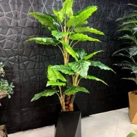 برند لوتوس درختچه باباادم