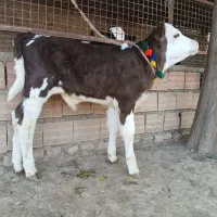 دو عدد گوساله سیمینتال نر جنس اصل تمیز از گاو