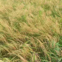 زمین مزروعی به مساحت تقریبی۵۶۰۰ متر