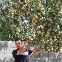 نهالستان میوه و گردو دیرگل و پربار.|خدمات باغبانی و درختکاری|دهق, |دیوار