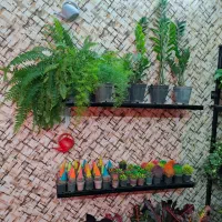 گل های آپارتمانی سانسوریا حراج|گل و گیاه طبیعی|اصفهان, پوریای ولی|دیوار