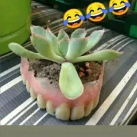 ارس کاری درخت وباغچه ونظافت منزل