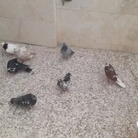 کبوتر