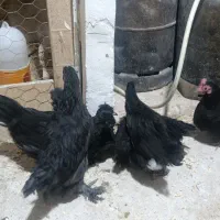 جوجه|حیوانات مزرعه|مشهد, آبادگران|دیوار