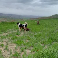 سگ خراسانی