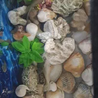 ماهی|ماهی|مشهد, مشکینی (شهرک غرب)|دیوار