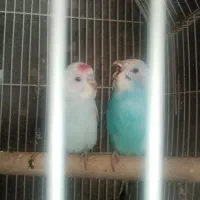 مرغ عشق دستی مخصوص بچه ها|پرنده|نیشابور, فردوسی جنوبی|دیوار