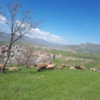 کارگر کار بلد واسه گاوداری