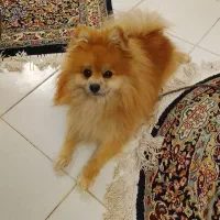 پانر ماده بابت جفت می خوام