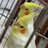 عروس هلندیپرنده