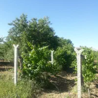 فروش فوری وزیرقیمت باغچه به متراژ هزاروصدمتر|فروش زمین و ملک کلنگی|انزل, |دیوار