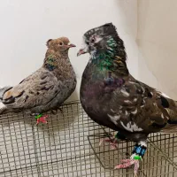 کبوتر هفترنگ دم سفید جفت