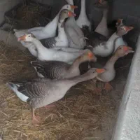 فروش خروس بوقلمون اردک غاز|حیوانات مزرعه|لاهیجان, بازکیاگوراب|دیوار