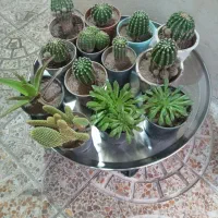 گل های آپارتمانی و کاکتوس