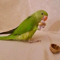 طوطی ملنگوی سبز گمشده