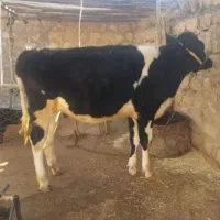 گوساله ماده