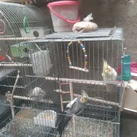 عروس هلندی دستی و رام