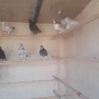 کبوتر|پرنده|گلستان (کرمان), |دیوار