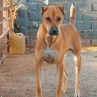 حیون نسل دار