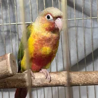 گرینچیک|پرنده|تهران, افسریه جنوبی|دیوار