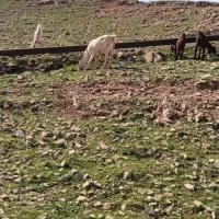 بز و میش|حیوانات مزرعه|مسجد سلیمان, |دیوار