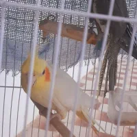 فروش دوعدد عروس هلندی