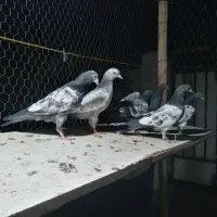 کبوتر تیدی پاکستانی واراکی|پرنده|شاهین‌شهر, طالقانی|دیوار