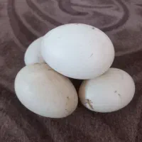 تخم اردک اسراییلی موجود هست سالم وتازه|حیوانات مزرعه|مزرعه کتول, |دیوار